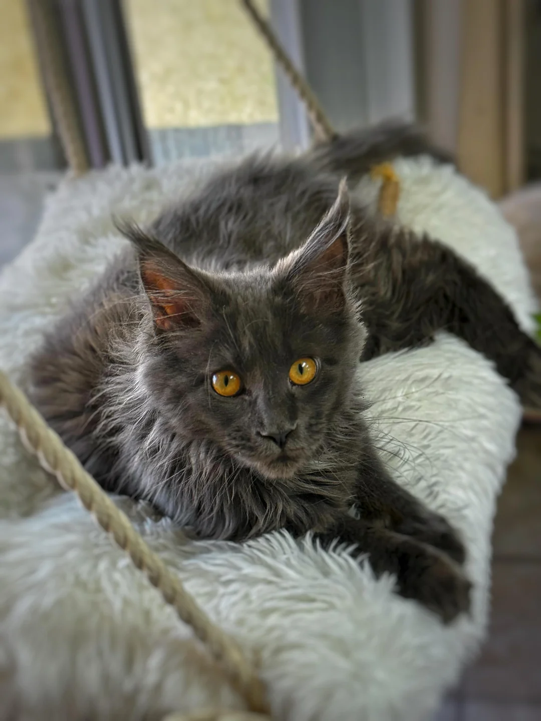 Cat 4