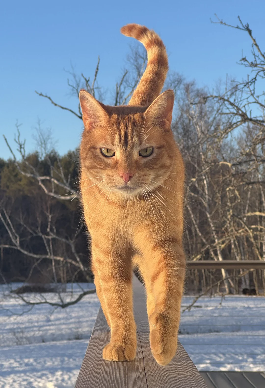 Cat 5