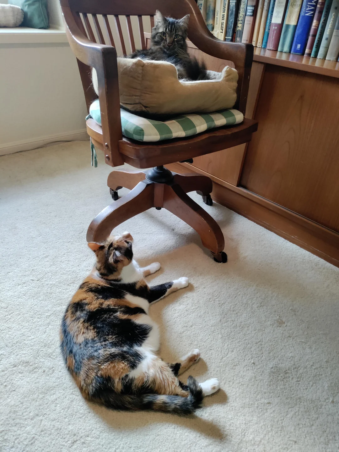 Cat 6