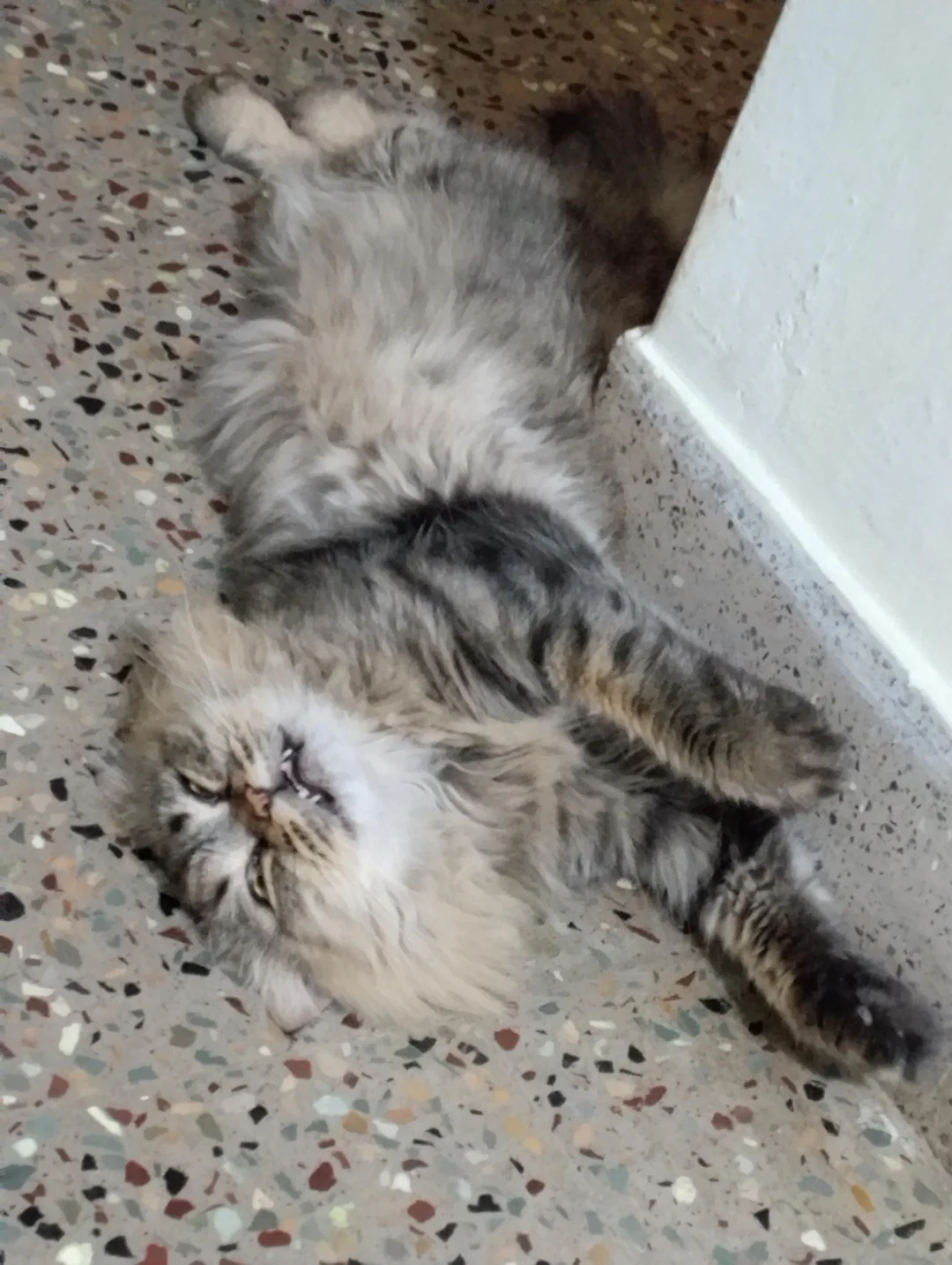 Cat 7