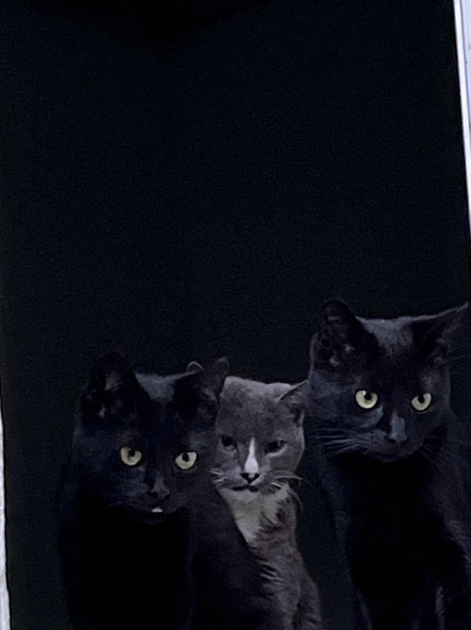 Cat 8