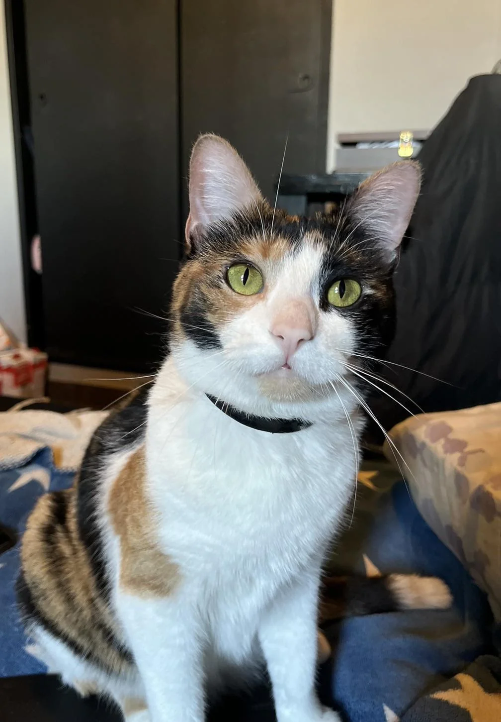 Cat 9