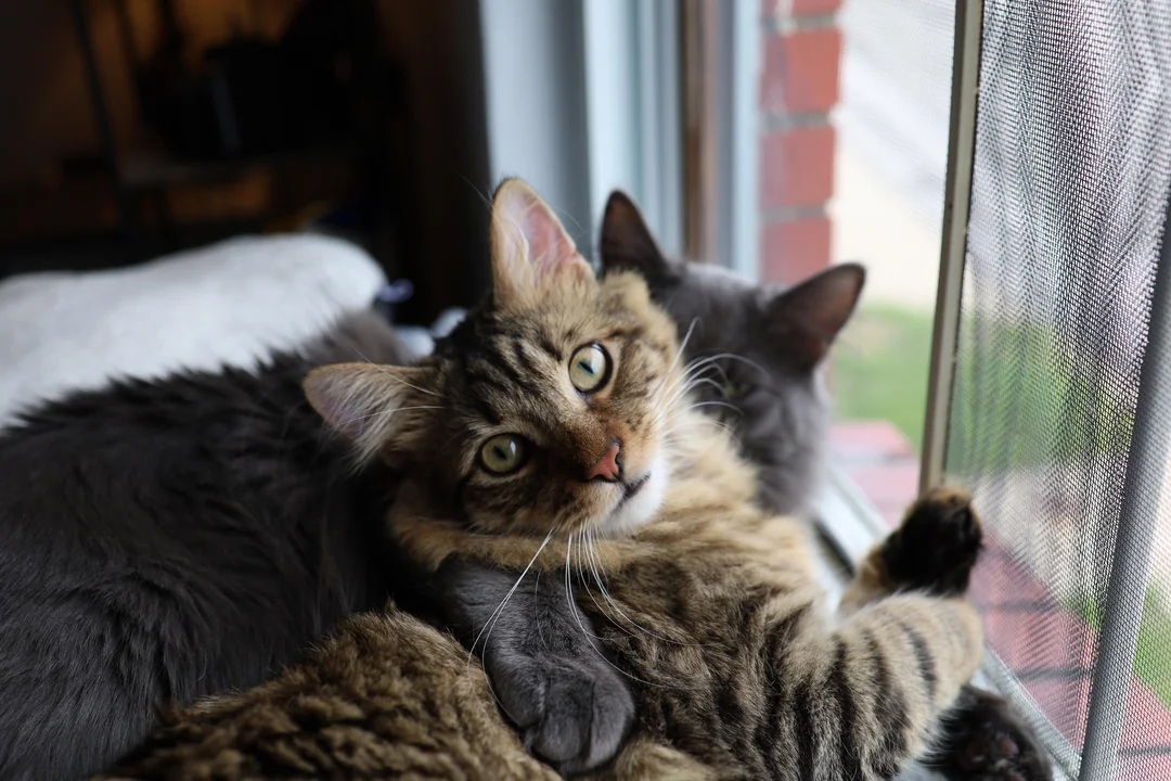 Cat 10