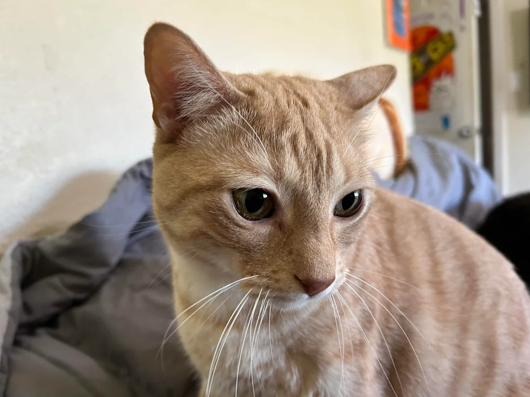 Cat 11