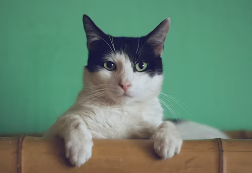Cat 13