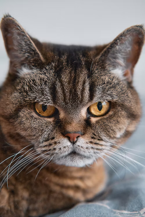 Cat 14