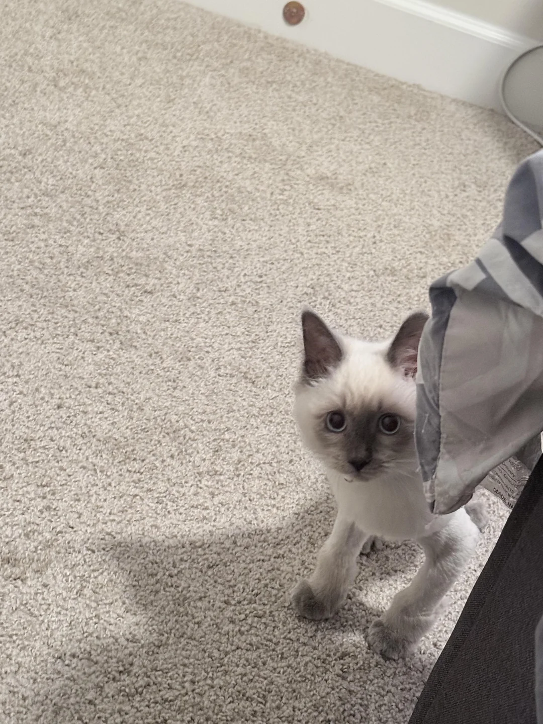 Cat 15