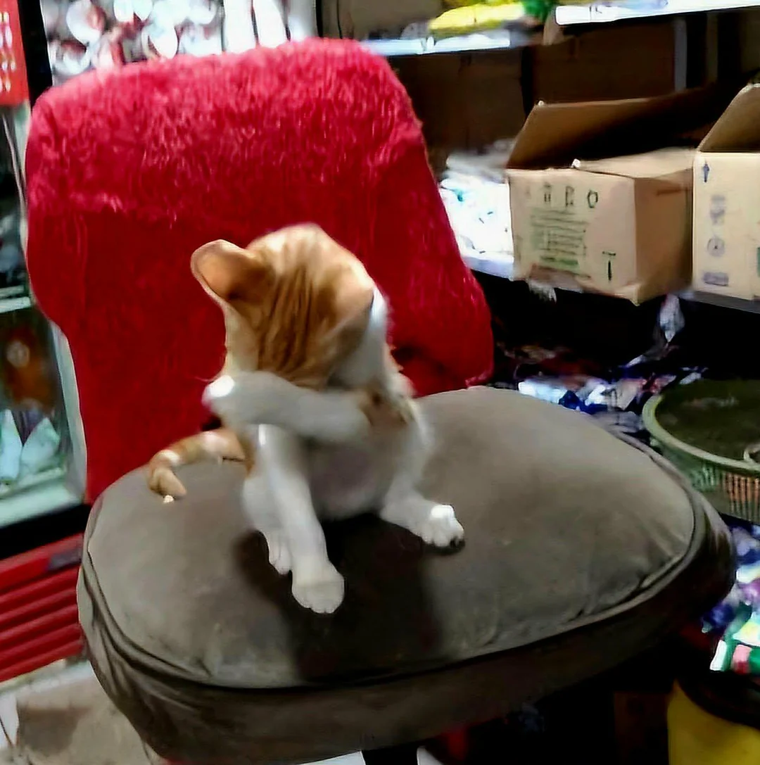 Cat 16