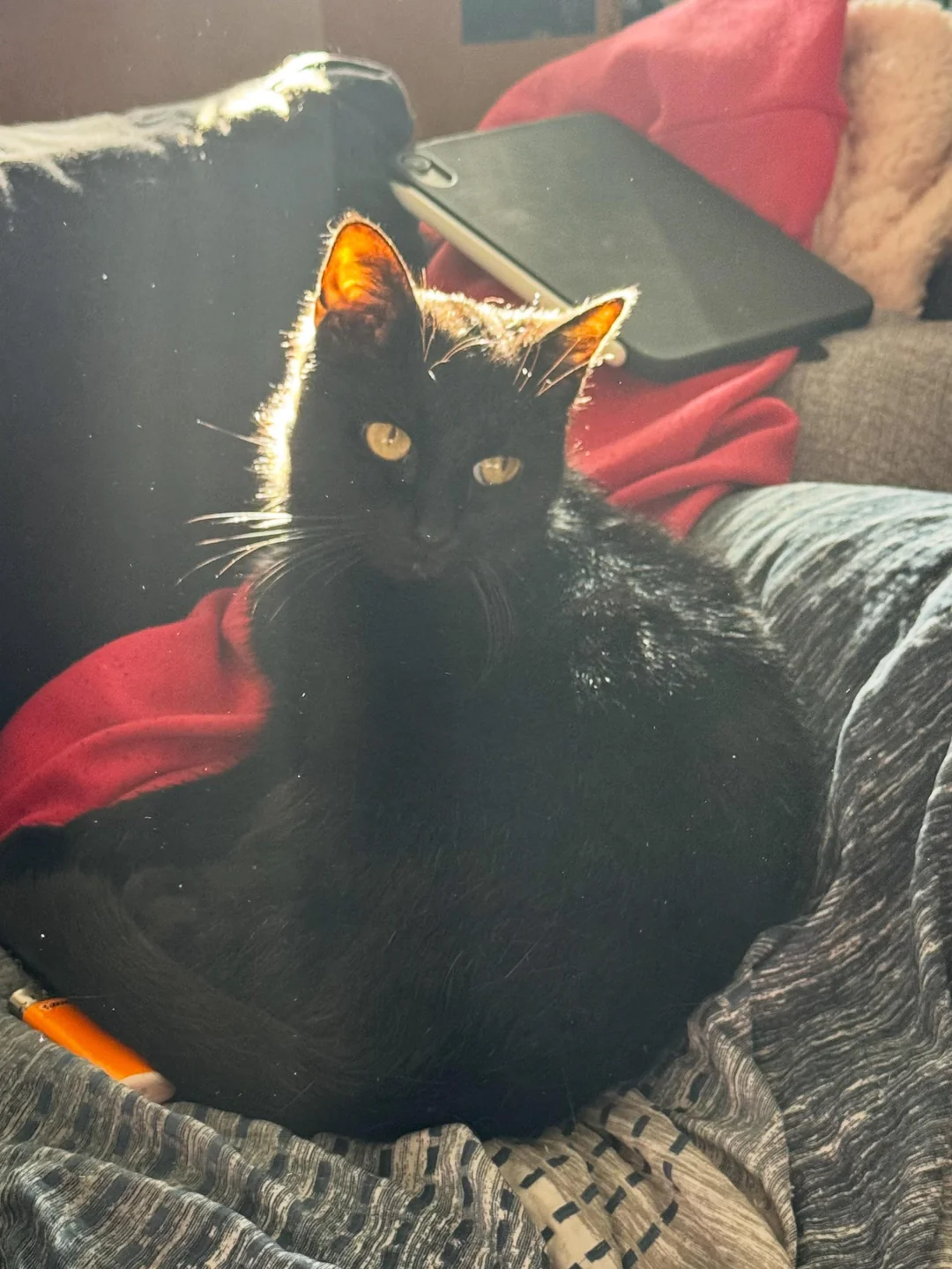 Cat 17