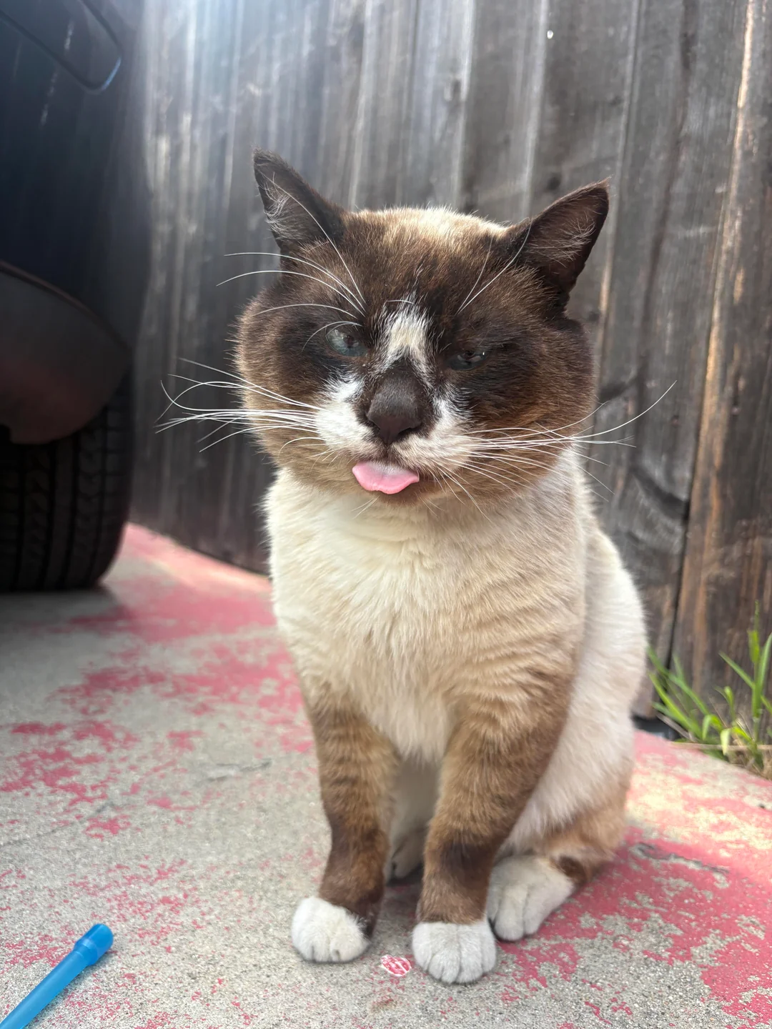 Cat 18
