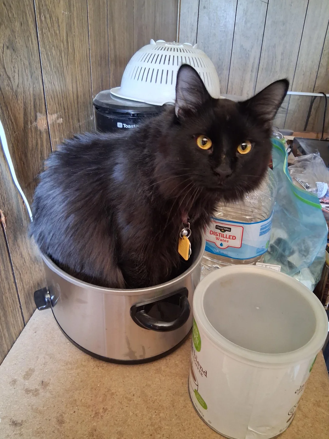 Cat 19