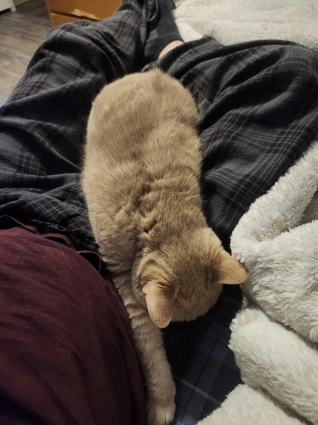 Cat 21