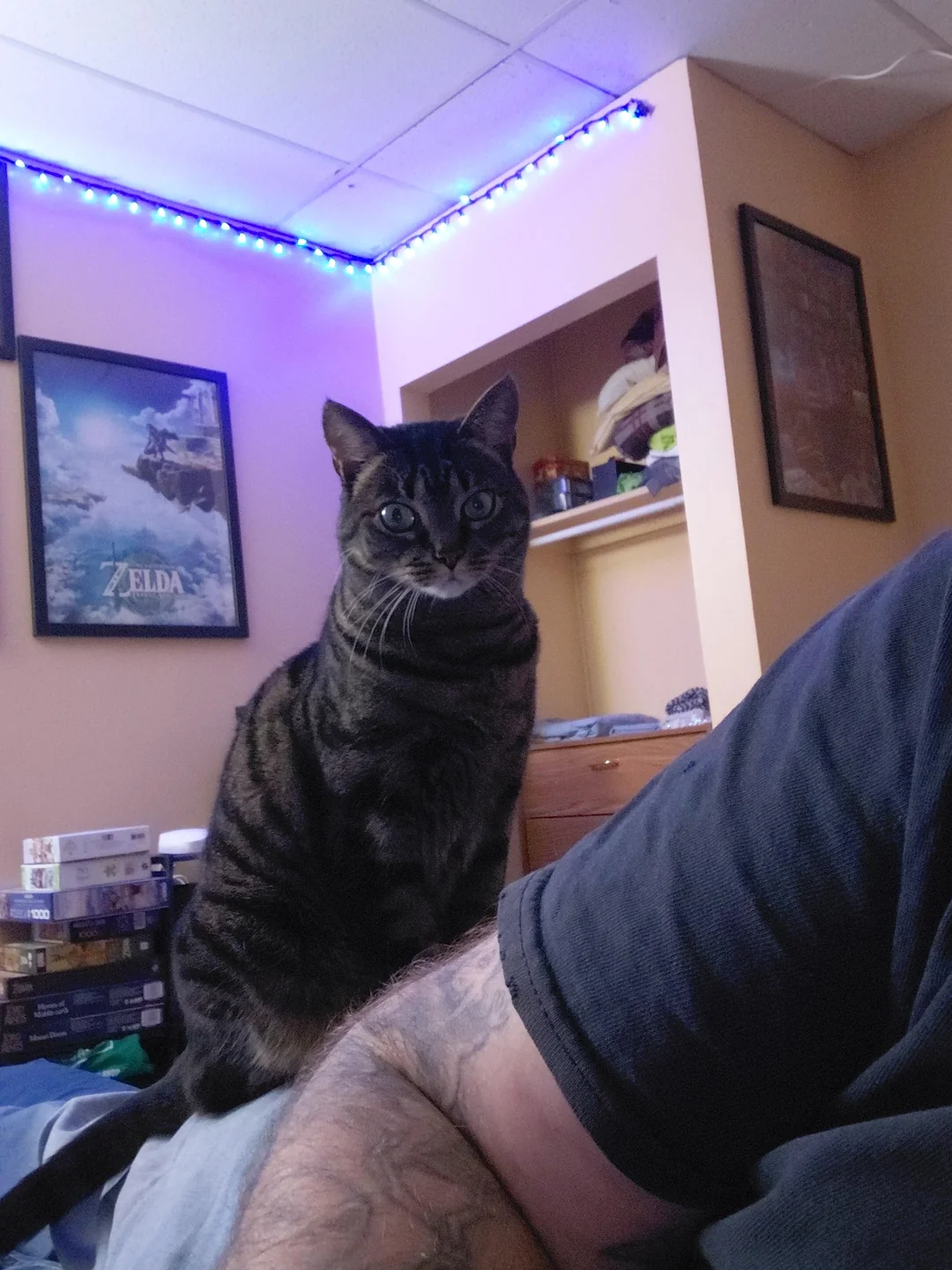 Cat 22