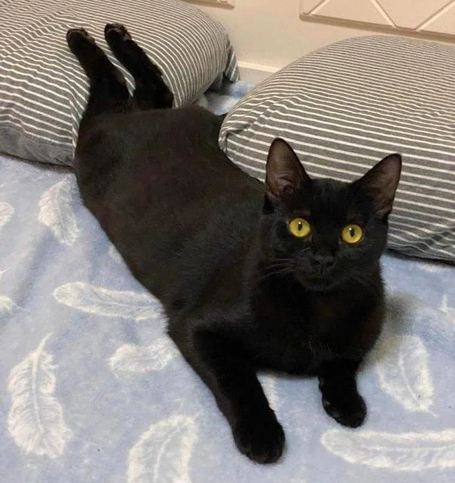 Cat 23