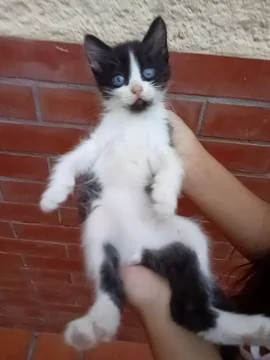 Cat 24