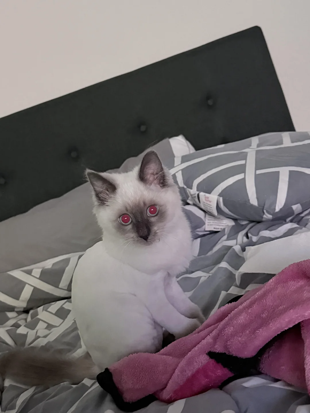 Cat 26