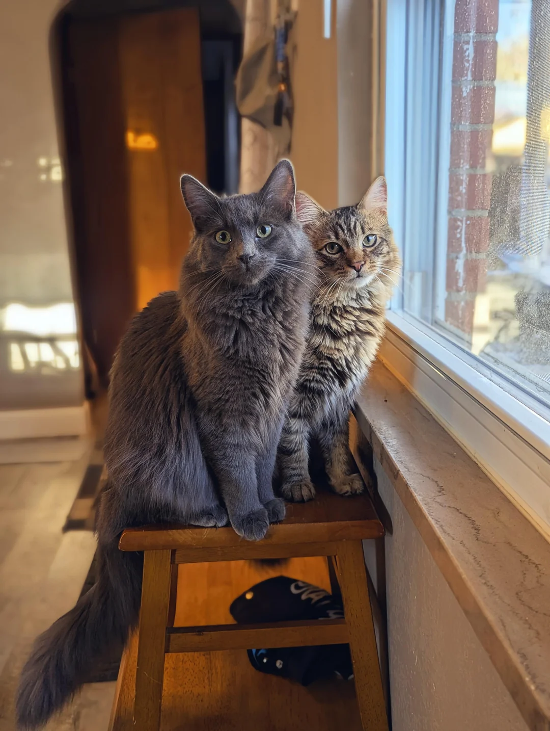 Cat 27