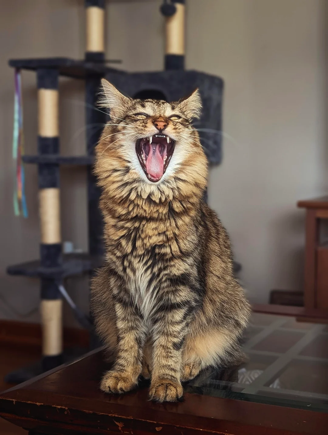 Cat 28