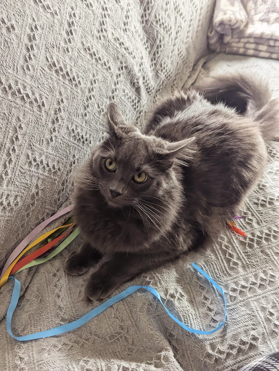 Cat 29