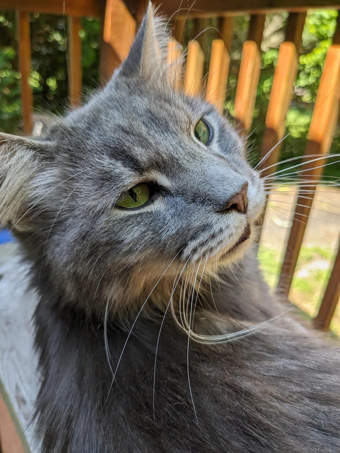 Cat 32