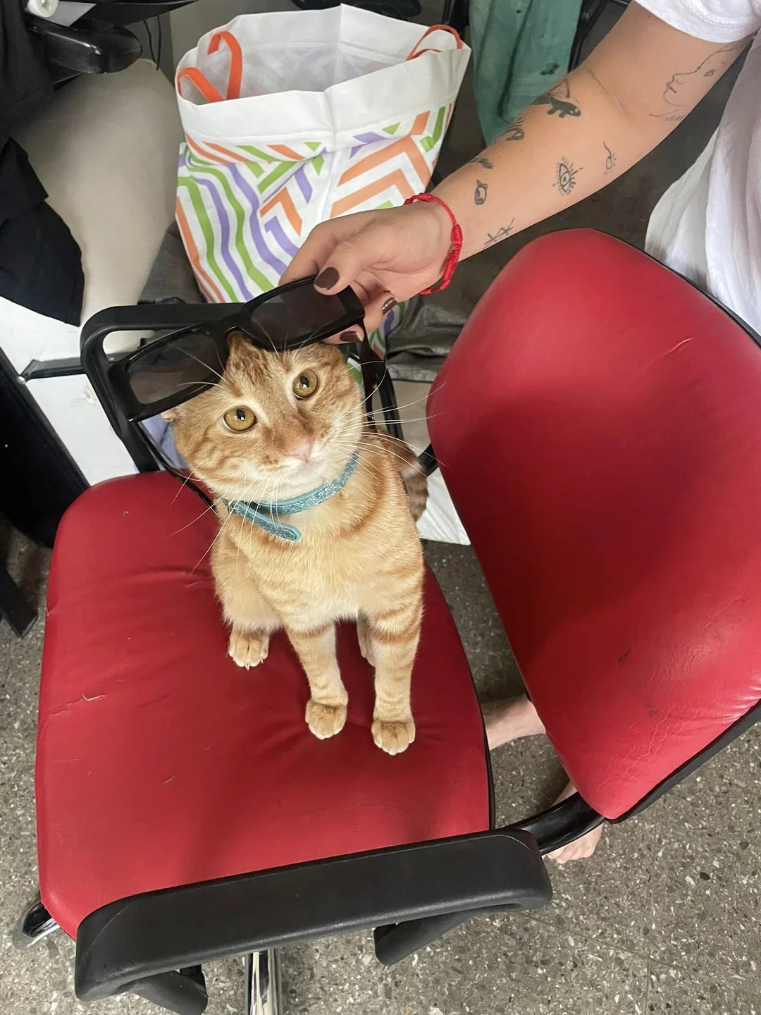 Cat 33