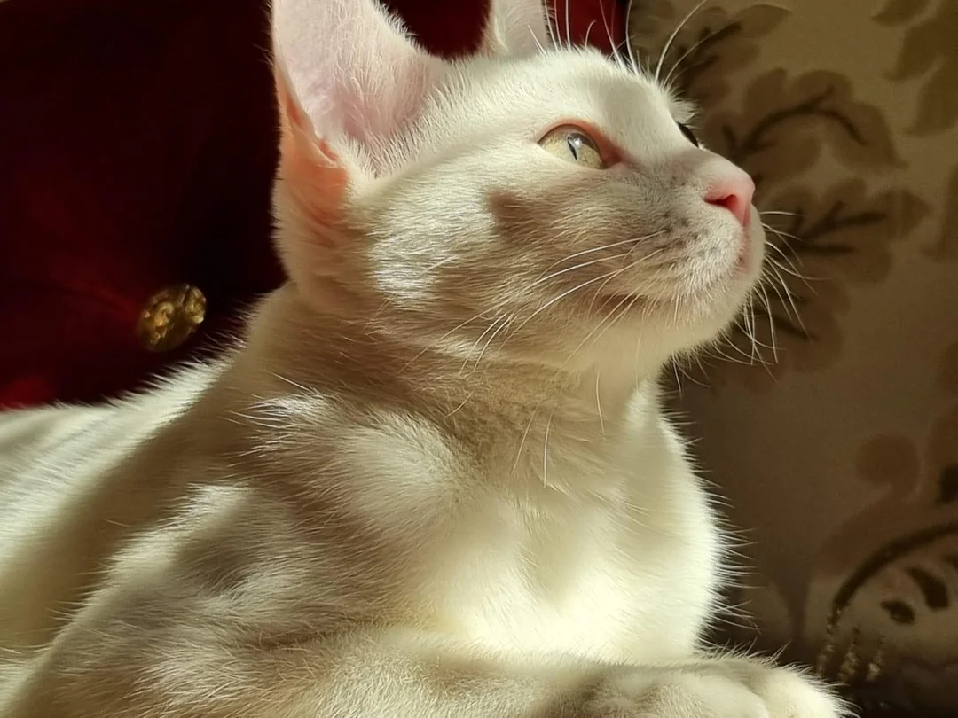 Cat 34