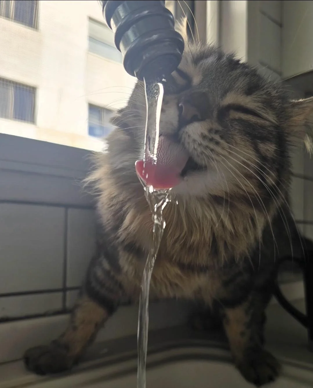 Cat 35