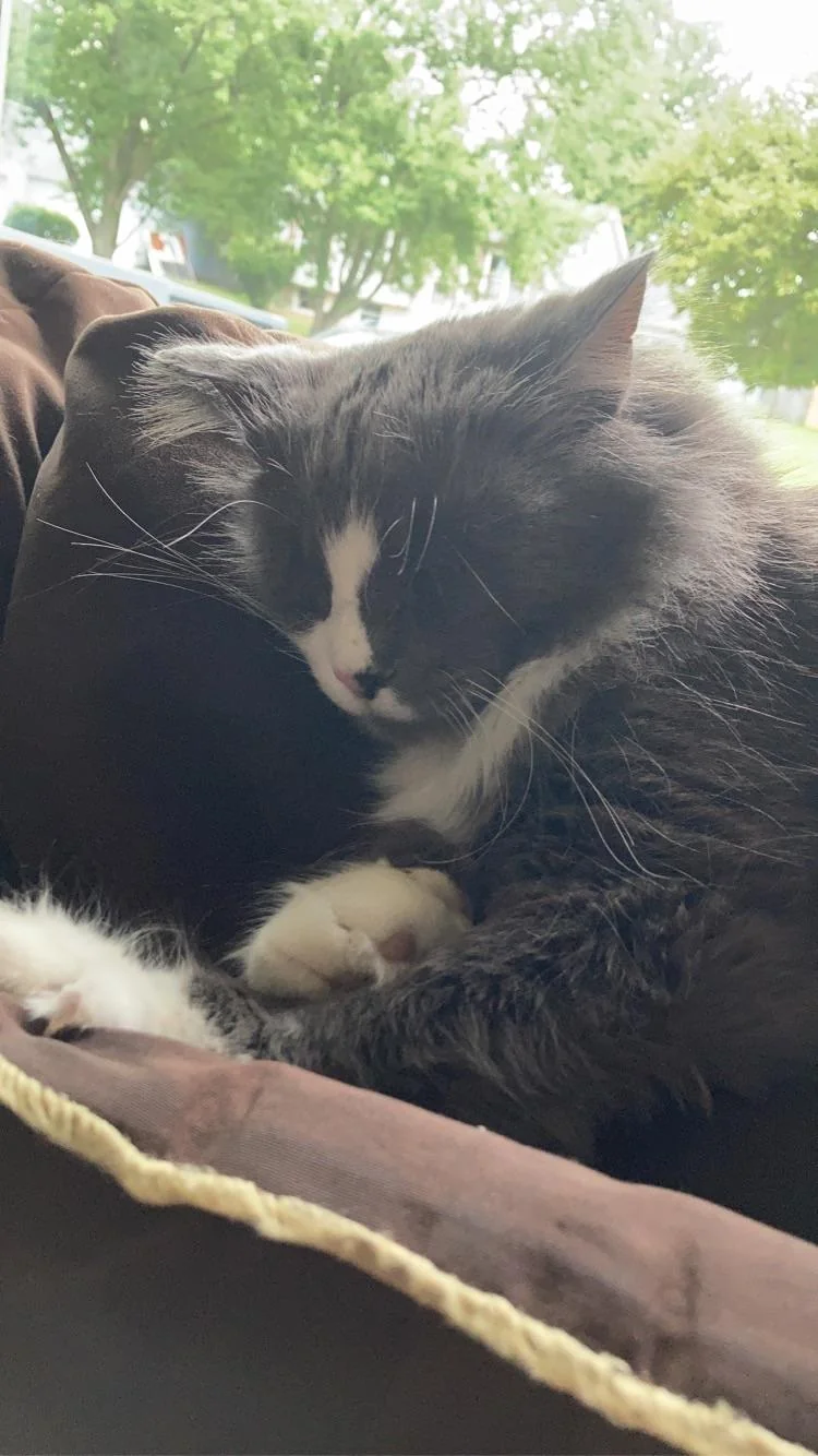 Cat 36