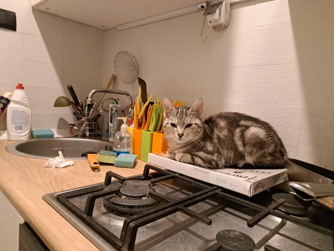 Cat 37
