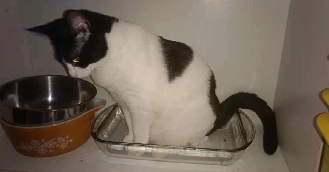 Cat 38