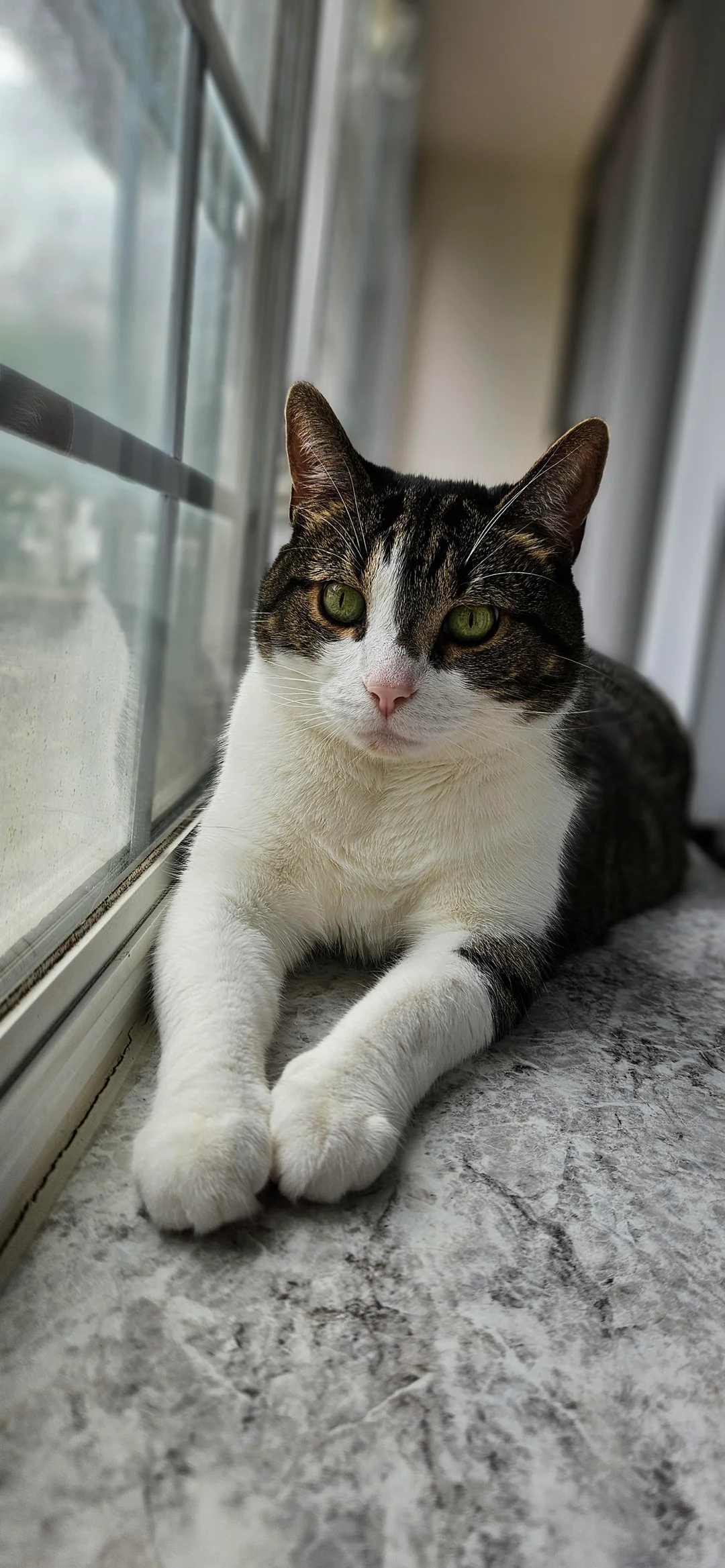 Cat 39
