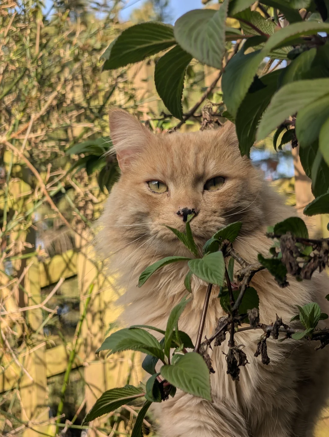 Cat 54