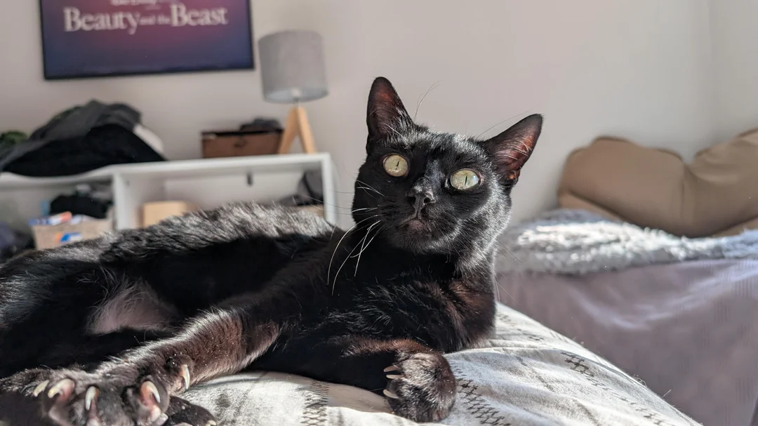 Cat 56