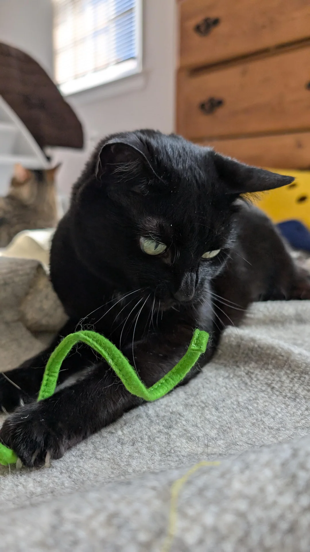 Cat 57