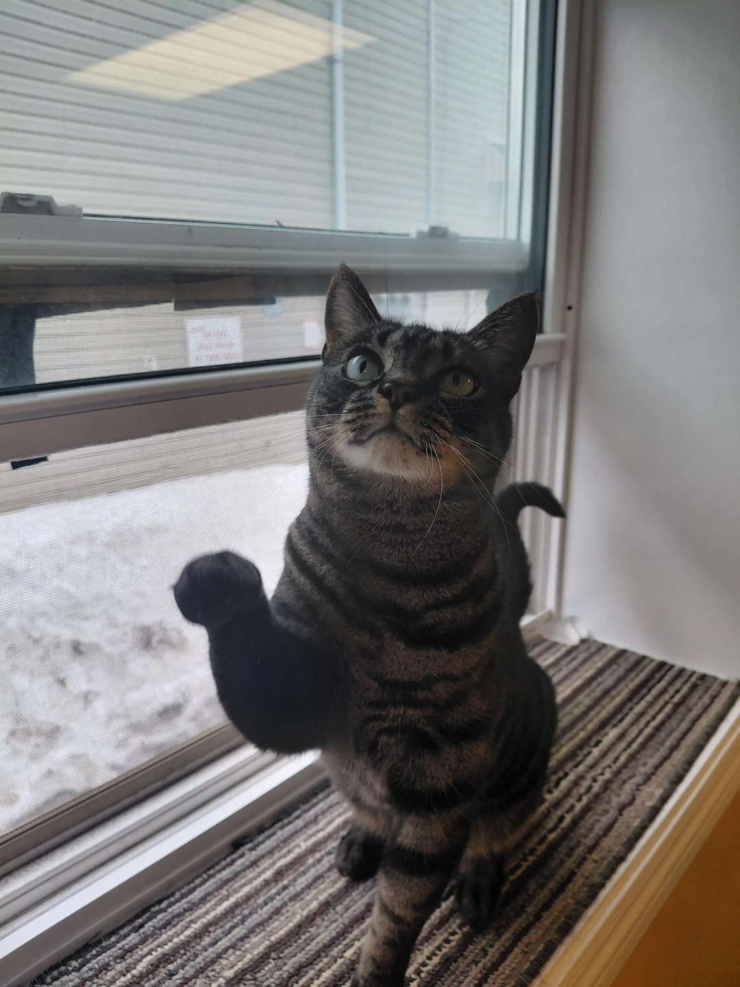 Cat 58