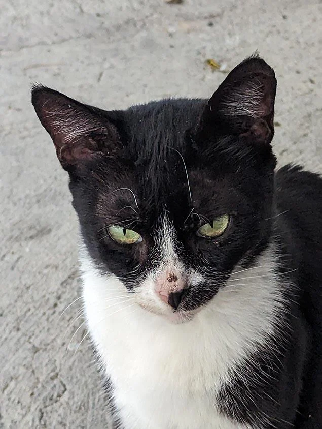 Cat 59