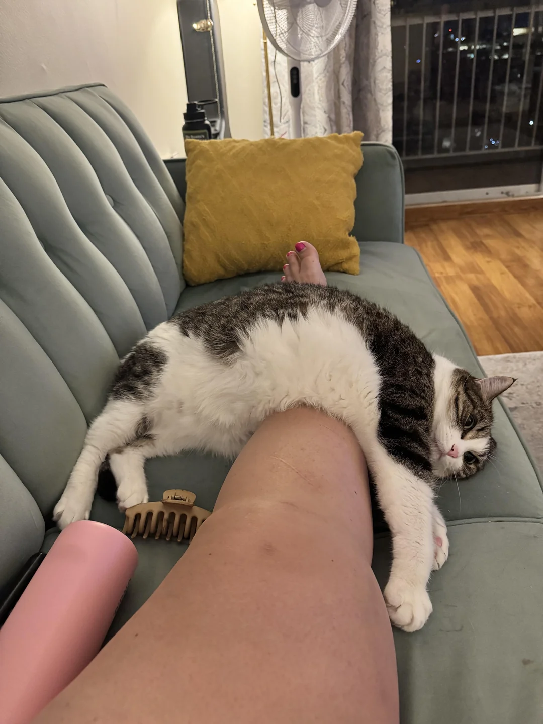 Cat 64