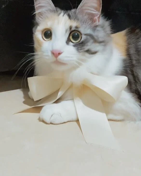 Cat 66