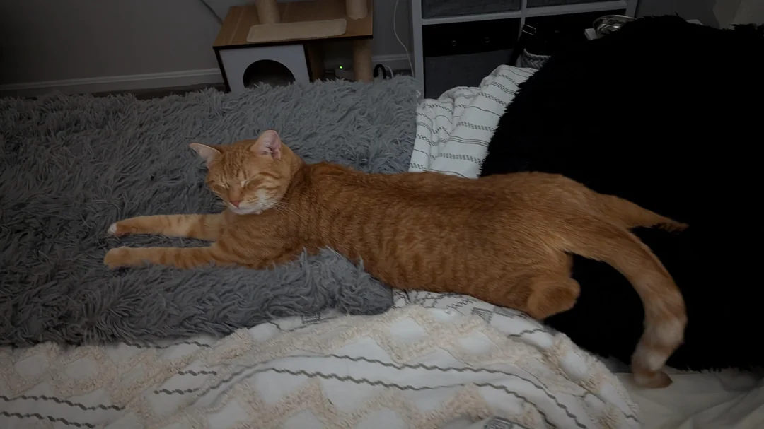 Cat 67