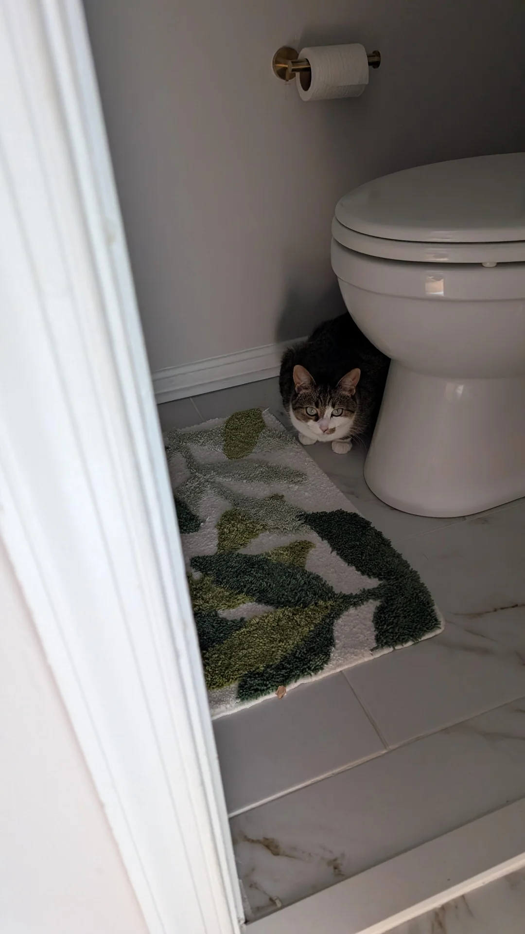 Cat 68