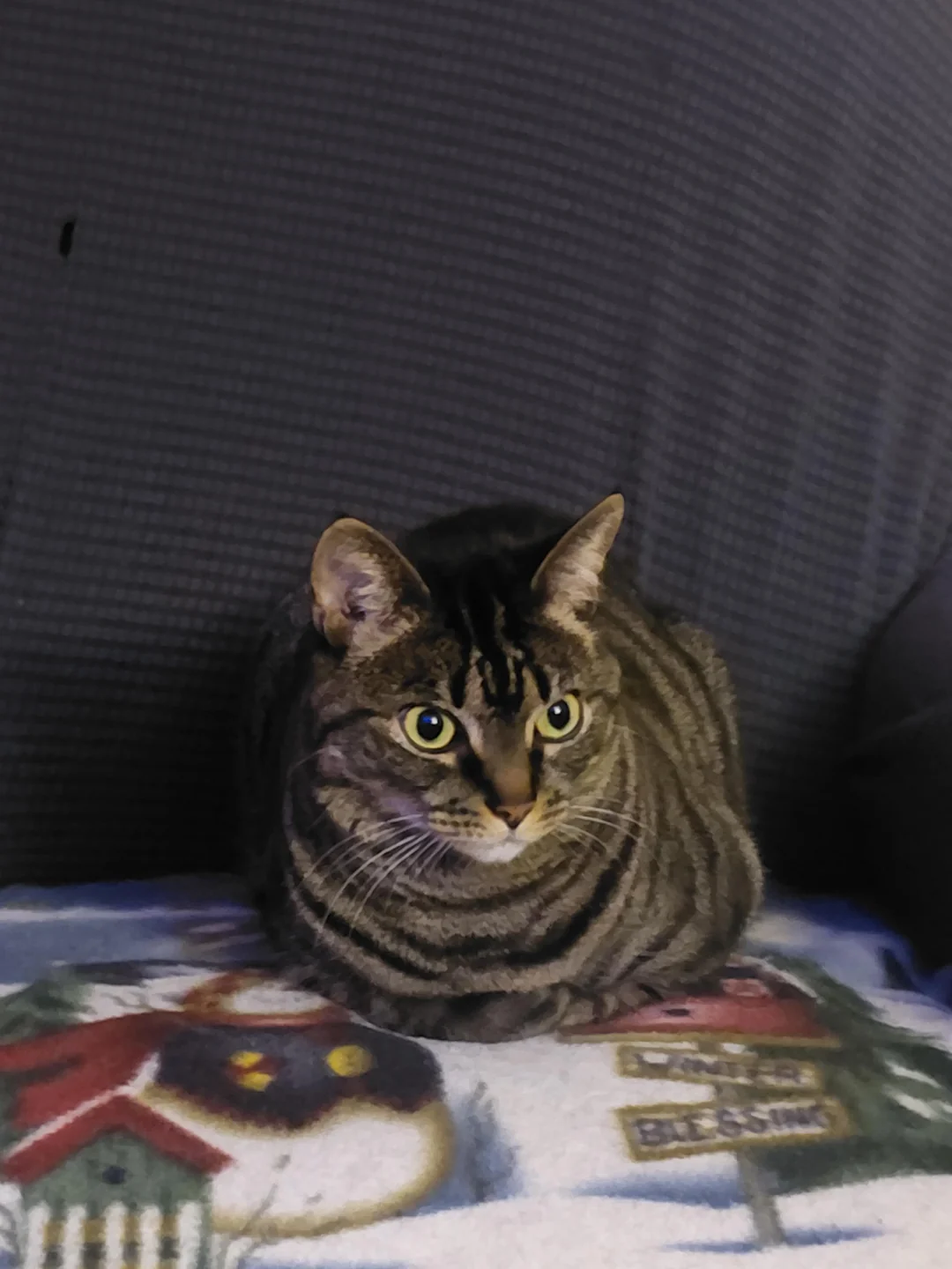 Cat 69