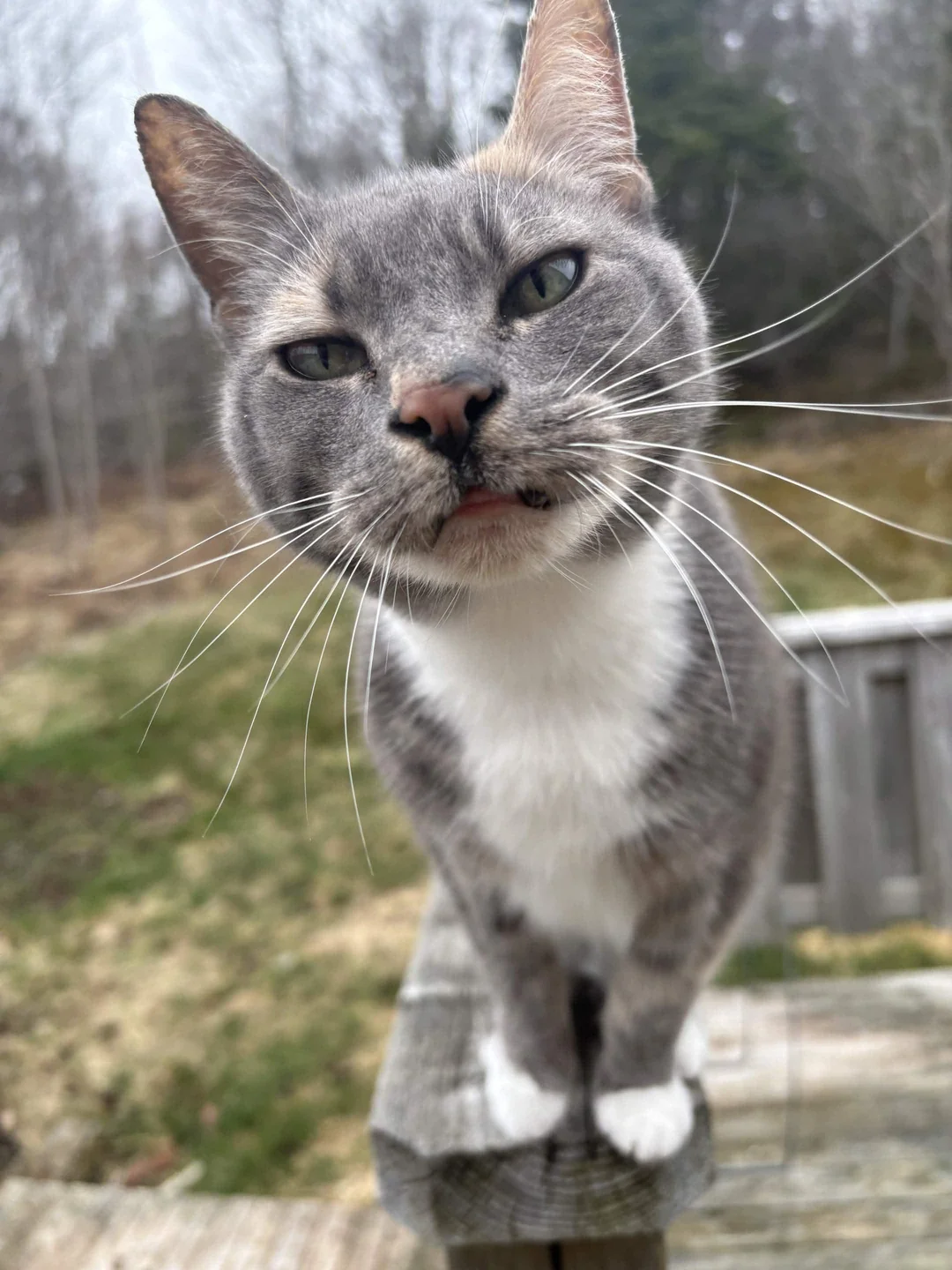 Cat 70