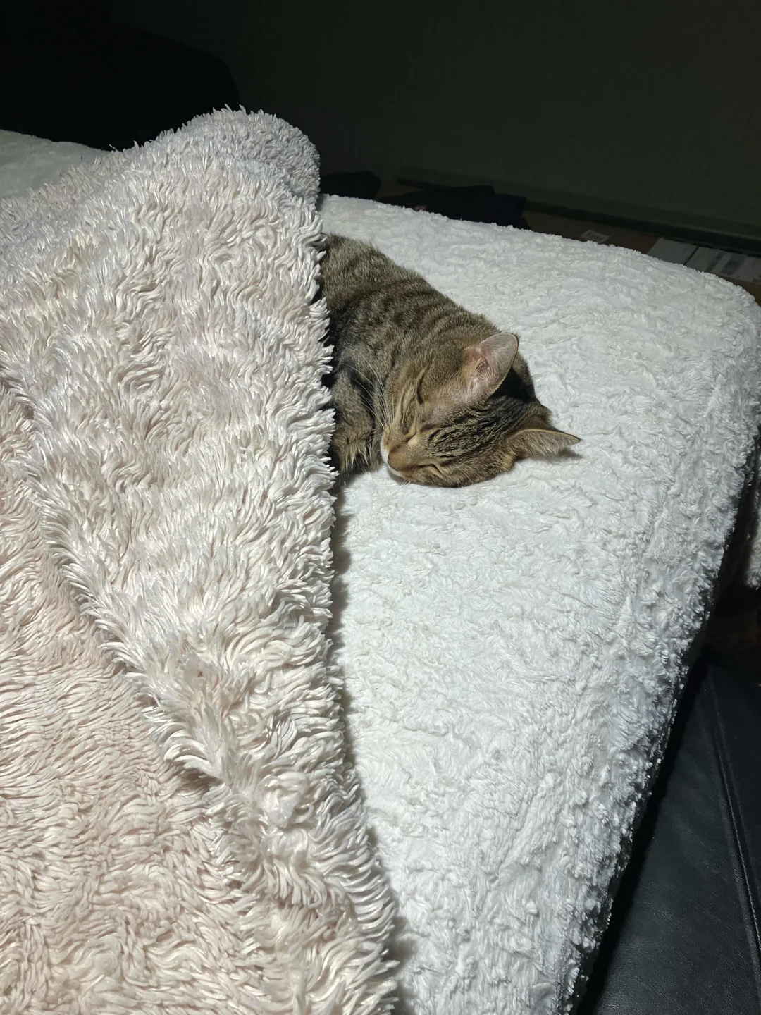 Cat 71