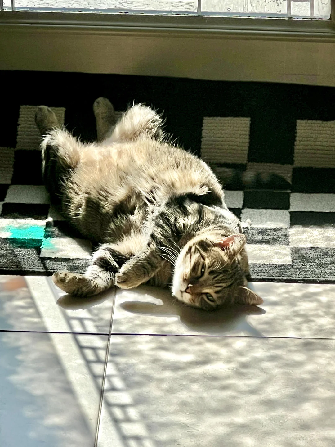 Cat 72
